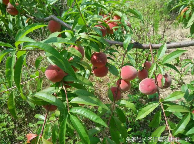 摄影：红彤彤的桃子正成熟