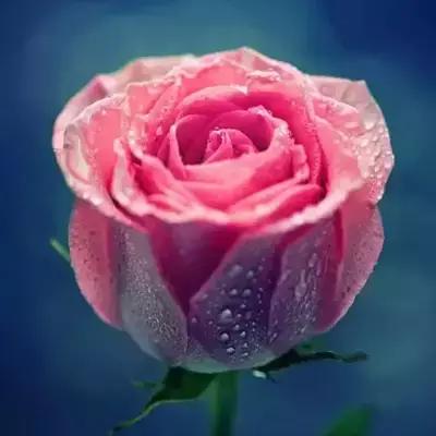 送你11朵玫瑰花  愿看到的朋友们  开心幸福、快乐永恒