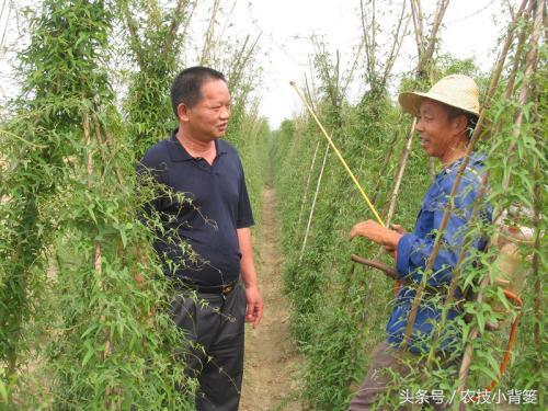 山药苗期管理做到这几点，后期轻轻松松夺高产！