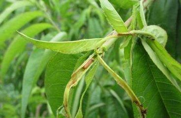 这几种害虫抗药性很强，怎么用药才能防？介绍几个混配药方！3