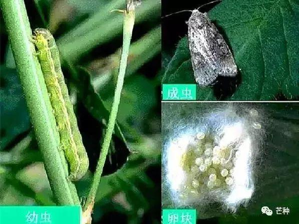 西瓜病虫害解决方案！帮你认清10大病害6大虫害37