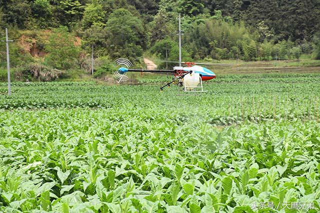 烟草常见病虫害及防治方法