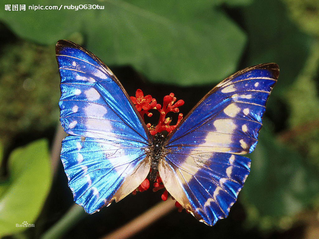 十二星座的守护蝴蝶 – 周易天地