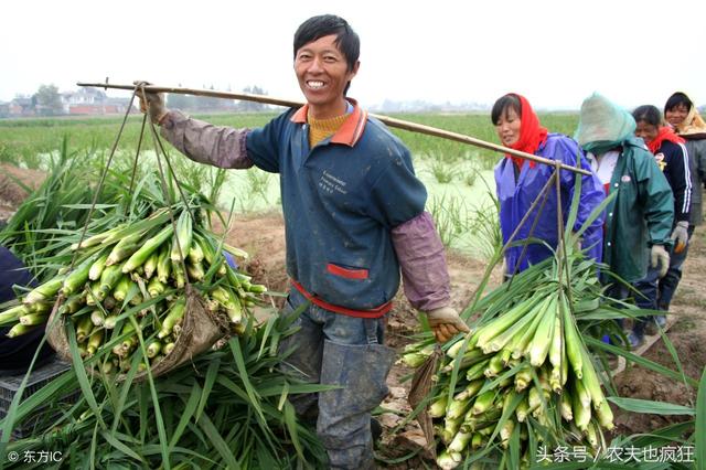 茭白是什么