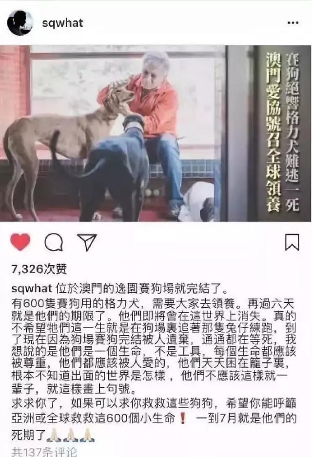 格力狗图片