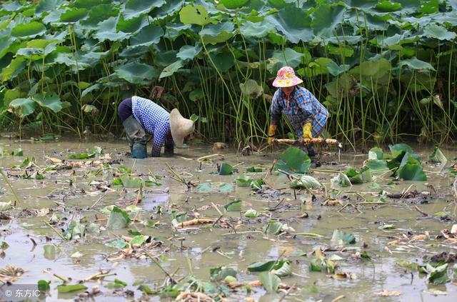 种植莲藕，如何施肥莲藕才能优质高产？你知道吗？3