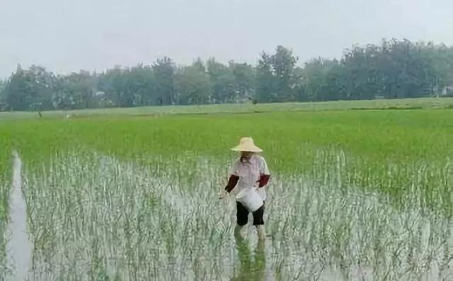 用吡嘧磺隆防治稻田杂草，这些事项要知道！3