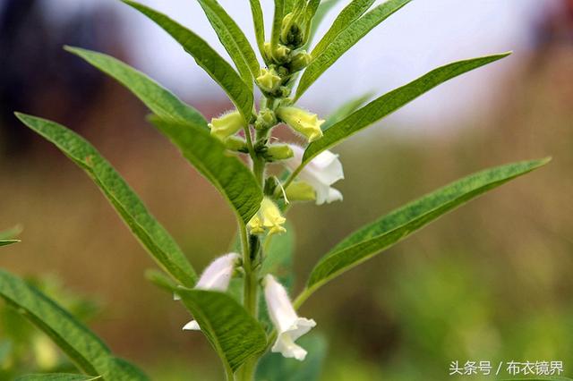 開花芝麻節節高的下一句是什麼(芝麻花節節高是什麼意思啊)