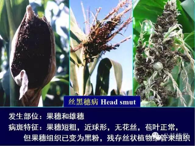 玉米病害分不清？图文对照，一看就懂！（附防治技术）14