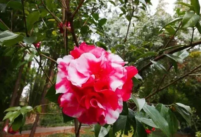 昆明市花 昆明市花（昆明市华山中学官网） 生活