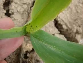 玉米十大虫害防治攻略！夏玉米种植户不得不看2