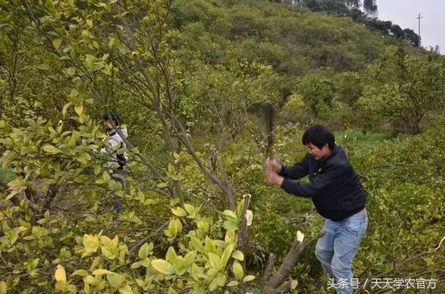 一株柑橘染病，四年毁园！染上黄龙病之后，柑橘树只能砍掉？13