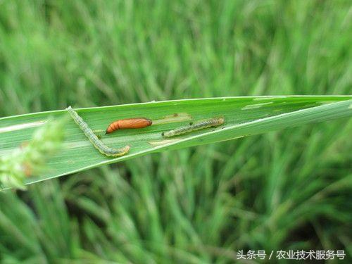 夏季常见水稻害虫稻飞虱、稻纵卷叶螟、二化螟的识别和防治措施1