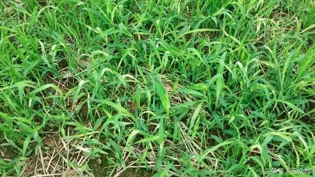 用哪种除草剂除水稻田中的抗性马唐？不保水的直播稻田怎么防除？