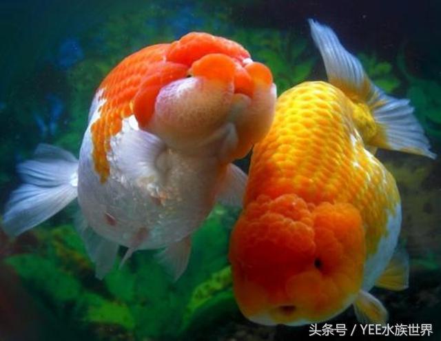 狮子头金鱼鳞片打开是怎么回事