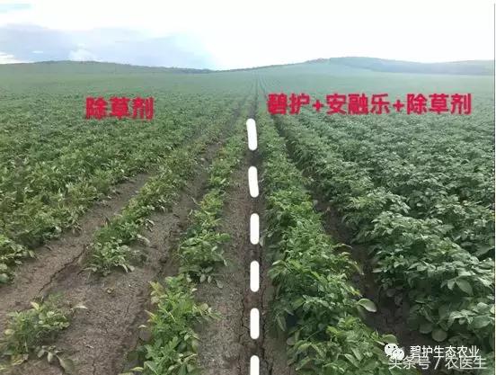 马铃薯怎么除草，安全、高效，无药害、长势好！4