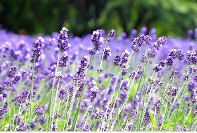 熏衣草花 熏衣草花「薰衣草花期」 生活