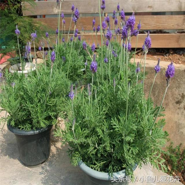 熏衣草花 熏衣草花（薰衣草花环月季优缺点） 生活