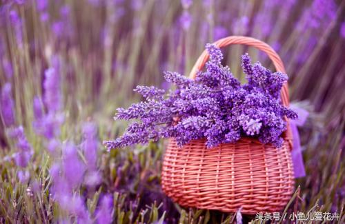 熏衣草花 熏衣草花「薰衣草花期」 生活