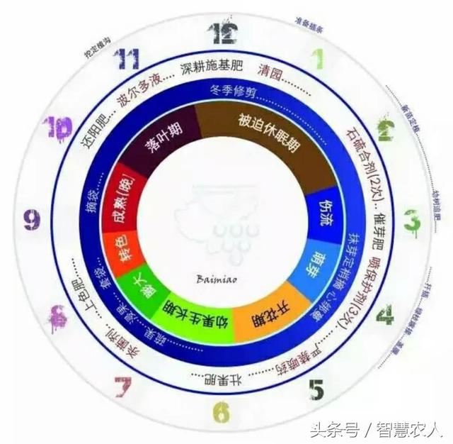 防治葡萄霜霉病有妙招，种植户教你一招土方法，简单有效还不花钱5