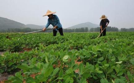 花生控旺时间不能错，过早过晚都不好，两次控旺效果会更好4