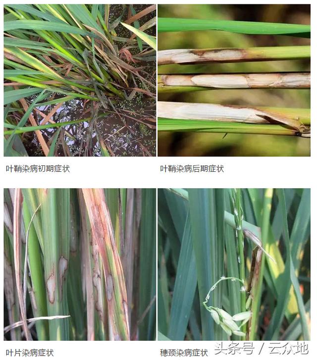 防治水稻纹枯病用什么药效果好？预防措施和防治办法有哪些？