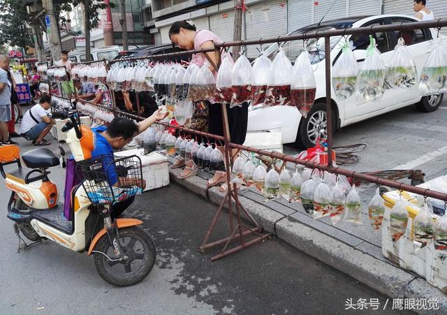 罗汉鱼价格