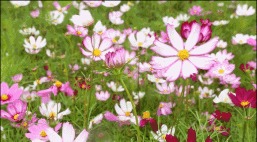 葫芦长廊,千亩绿纱帐篷,万寿菊.来南充做点不一样的吧!