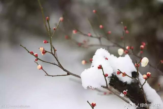 武汉市花