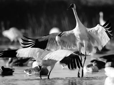 鄱阳湖候鸟有哪些种类「鄱阳湖都有哪些候鸟」
