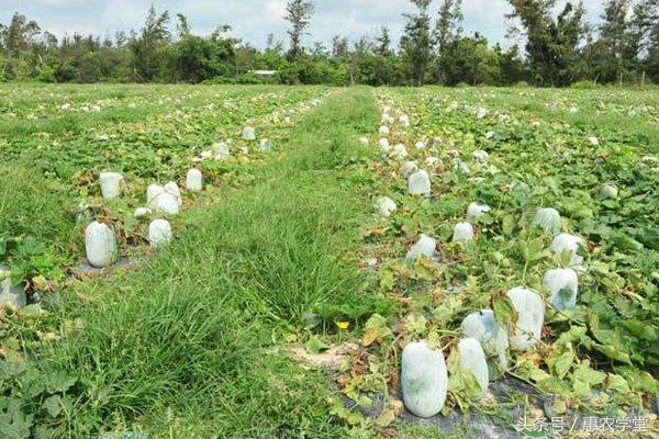 冬瓜种植如何防治病虫害？冬瓜病虫害防治综合方案4