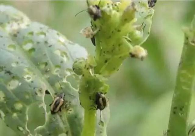 叶类蔬菜头号害虫“黄条跳甲”罪恶的一生（内附防治方案）3