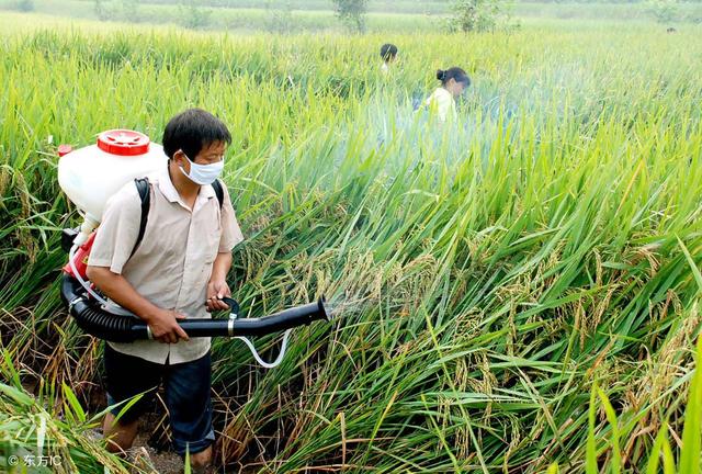 涕灭威、水胺硫磷、甲拌磷要禁用！氧乐果等4种农药要淘汰！