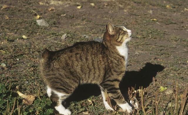 马恩岛猫