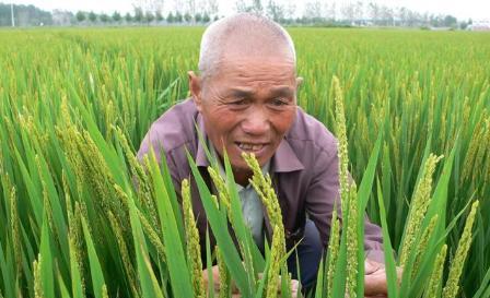 水稻钻心虫危害严重，如何消灭水稻钻心虫？