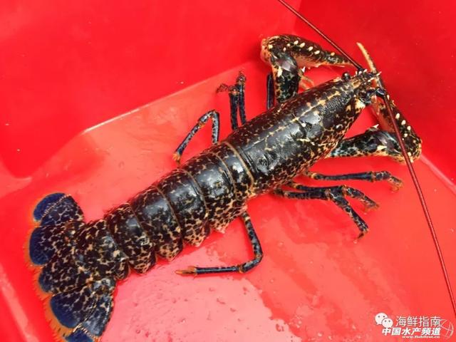 大龙虾破碎机实验