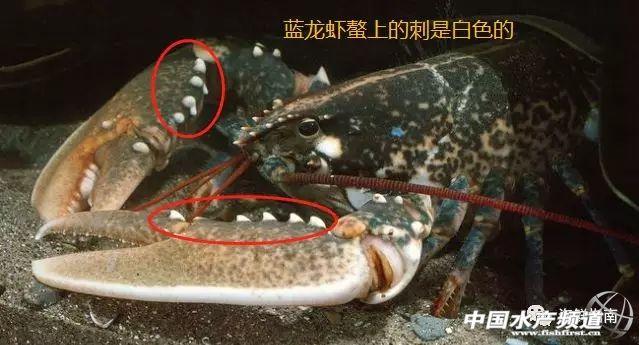 大龙虾破碎机实验
