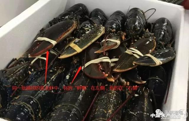 大龙虾破碎机实验