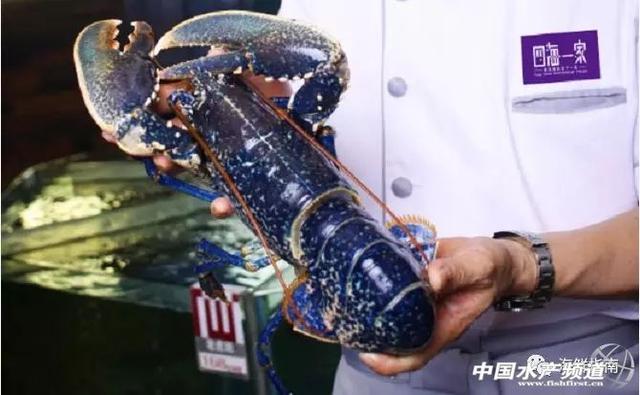 大龙虾破碎机实验