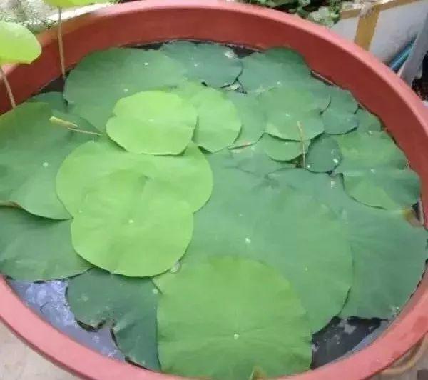 莲花怎么样
