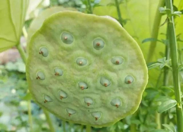 莲花怎么样