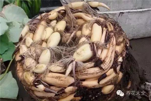 莲花怎么样