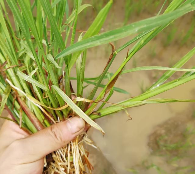 水稻田里的青稗比较多，是如何形成的？能不能根除？