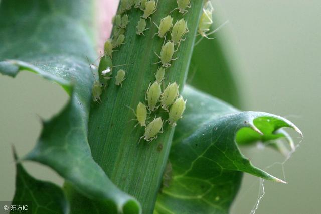 农业种植过程中，防治蚜虫的药剂有哪些？怎么样能提高效果？2