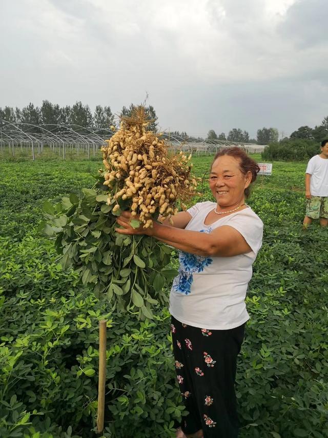 花生膨果期干旱少雨，需要及时补充土壤水分，土壤湿润不积水！3