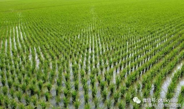 水稻药害不用怕，五招方法让你轻松处理它3