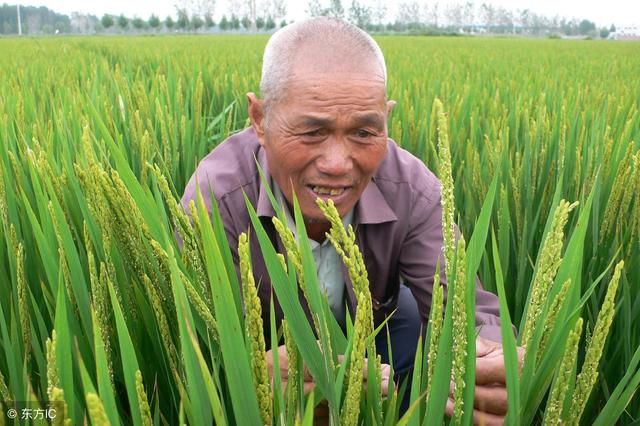 水稻田埂除草什么除草剂最安全？推荐几个特效配方！2