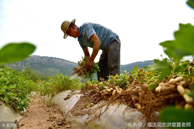 花生三遍药第三遍具体什么时间打？有什么作用4