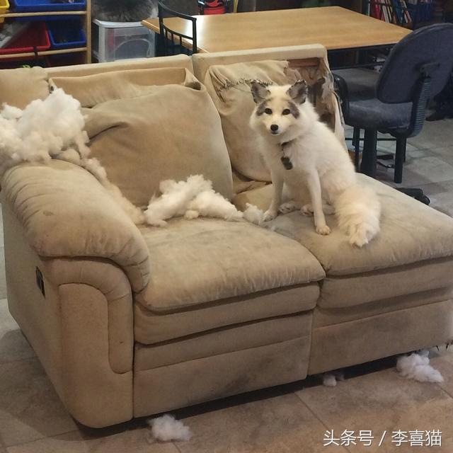 狐狸养殖