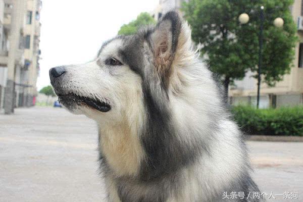 阿拉斯加雪橇犬好养吗